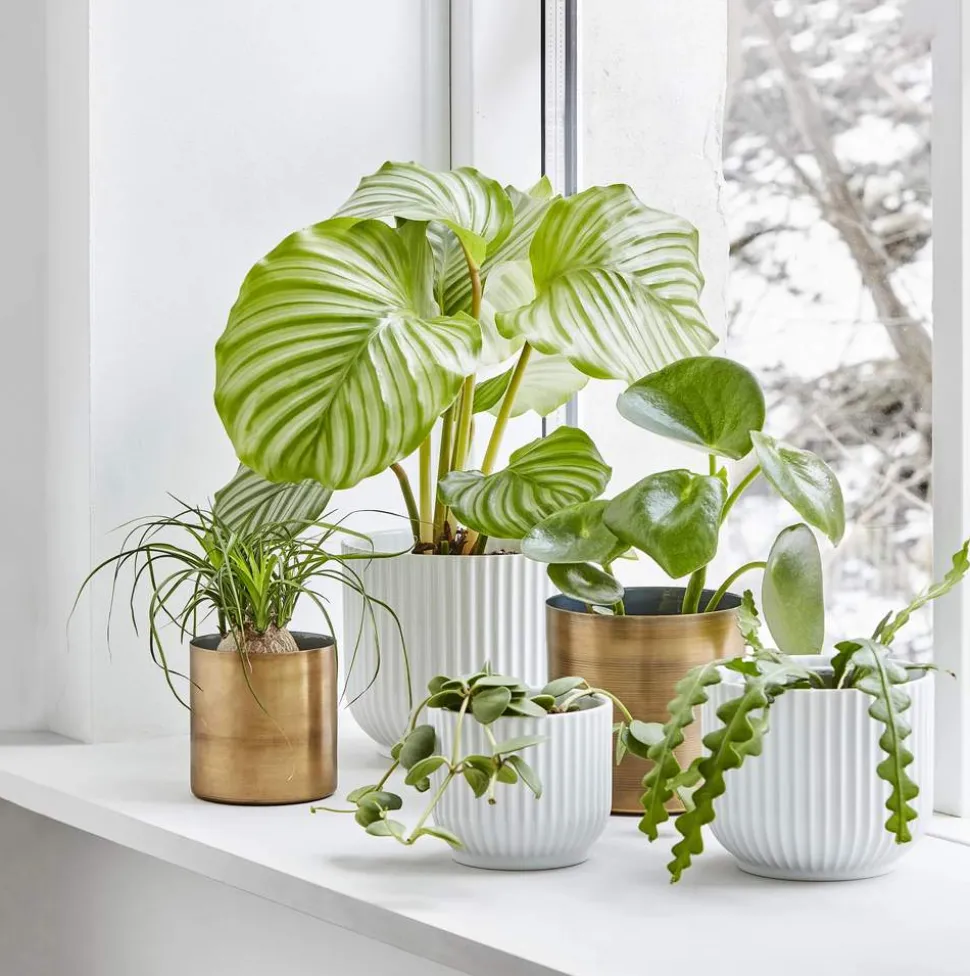 Flowerpot Urtepotteskjuler