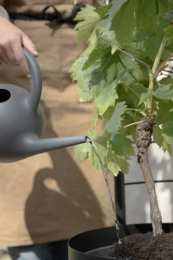 Simply Grow Espalier til potteskjuler